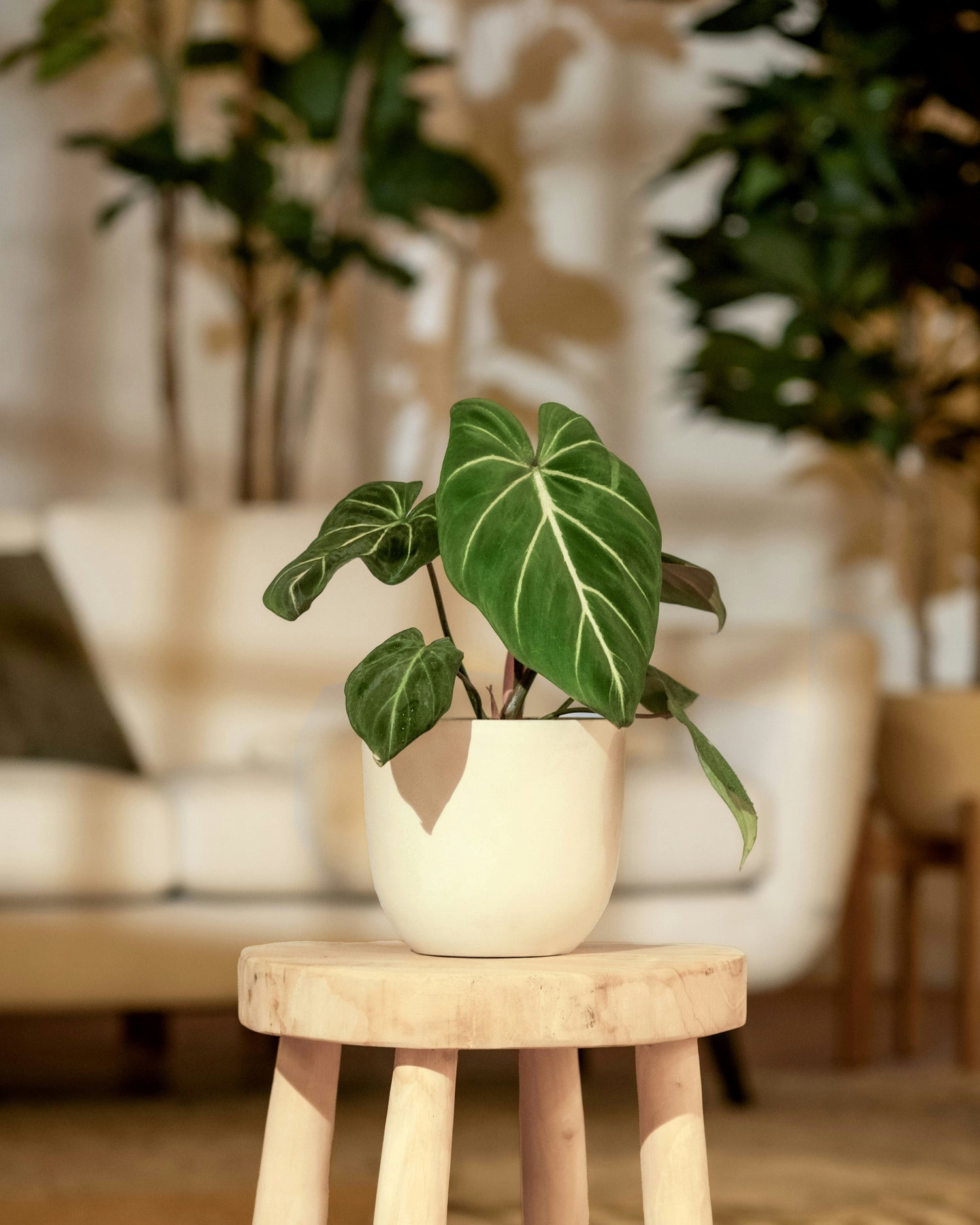 The Beginning Botanist