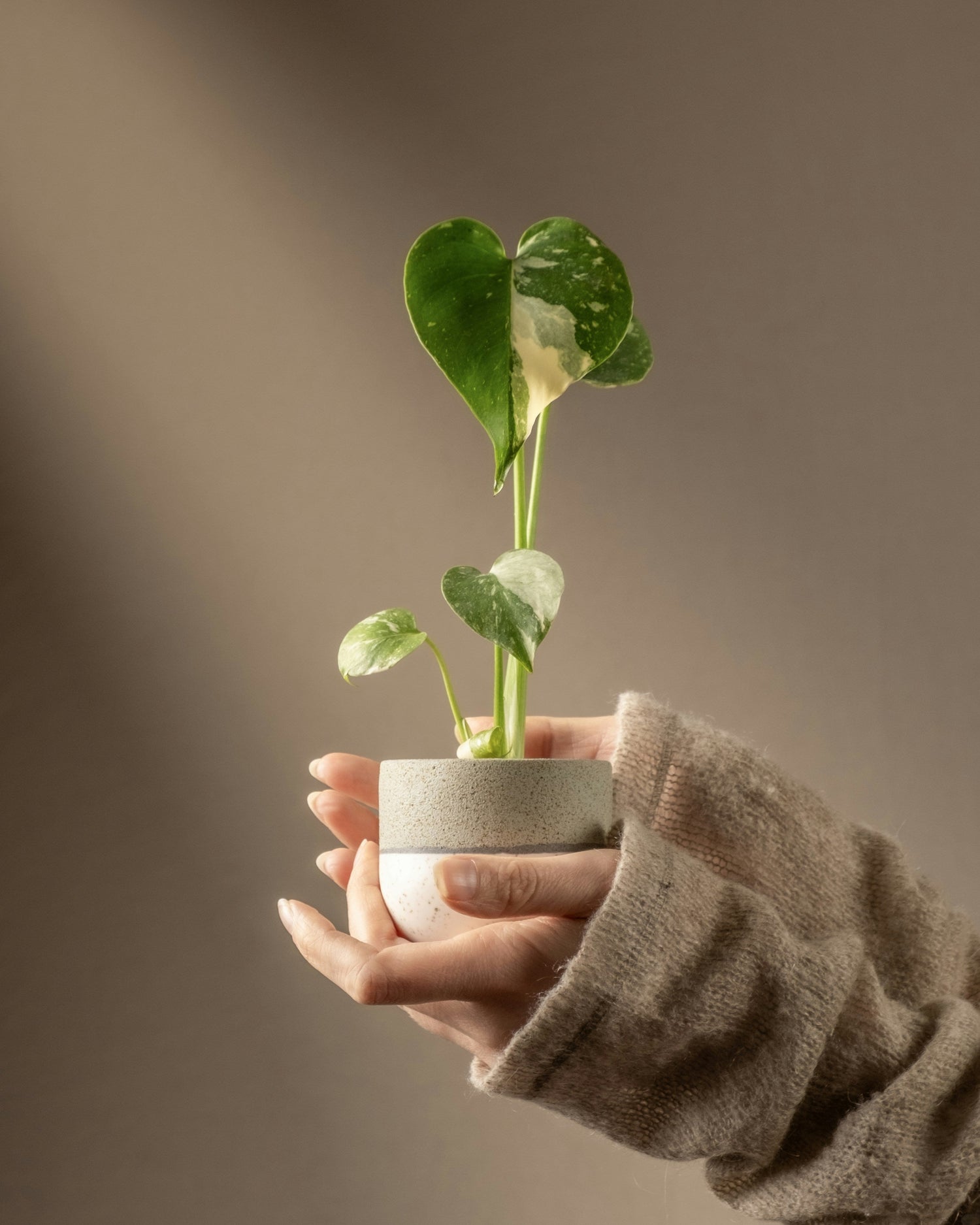 The Art of Plant Propagation