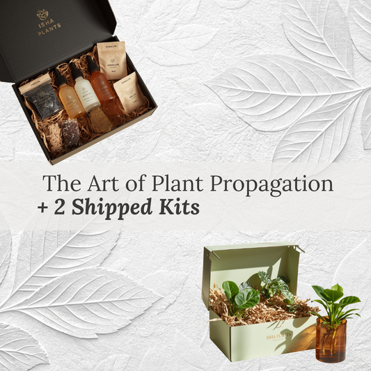 The Art of Plat Propagation - 8 Week Masterclass + 2 Shipped Kits